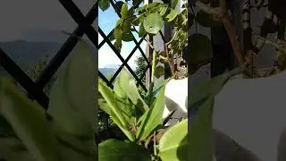 cardamom Plant#elaichi#devbhumi #nature# video