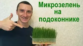Посадил на подоконнике пшеницу и вырастил микрозелень за 7 дней