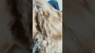 l love dog