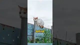 Is This Cat Eating a Pole? 😭