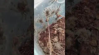 Колония пауков птицеедов. Пауки птицееды дома #птицеед #poecilotheria #tarantula