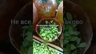 как сделать череночник своими руками из пивной кеги? #diy #garden #bear