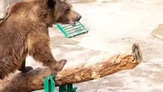 Дахшат! Тошкентда айол Айиқ қафасига қисчани Отиб юборди