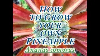 Growing Pineapples from Crowns Ananas comosus
