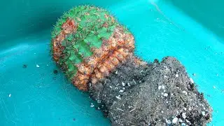 Cactus Plants Shrivelled / Wrinkled at the Base & what to do