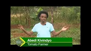Young successful Tomato farmer in Kenya narrates how he did it
