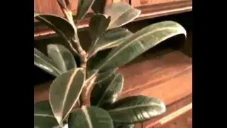 ФИКУС КАУЧУКОНОСНЫЙ