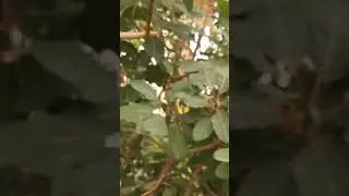 Скумпия после кординальной обрезки! и идея с вербейником монетчатым!