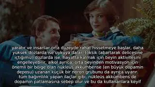 Alkol, Bir İnsanı Tam Olarak Nasıl Sarhoş Eder?