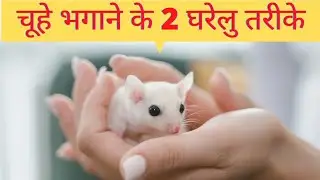 चूहे भगाने के 2 घरेलु तरीके | Two ways to get rid of rats | youtubeshorts #shorts #pstechnicalguru