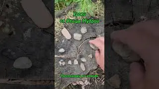 Расстановки на камнях. Уроки от Птицы Мудрой.