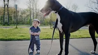 Cute is Not Enough - Funny Cats and Dogs Compilation #267
