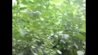 Orto Botanico - Serra piante utilitarie