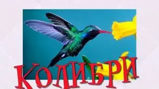 Колибри - самая маленькая птица.