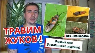 Травим жуков. Эффективный яд. Нашествие жуков в Алматы.
