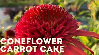 Coneflower - Carrot Cake 4k