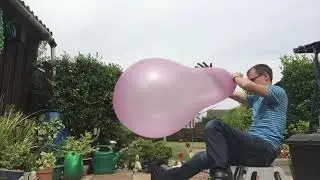 Cattex 32 inch longneck balloon blow to pop