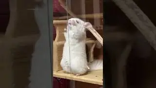 Я банан