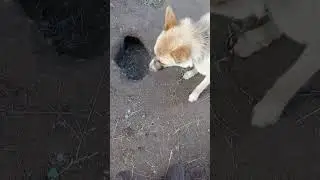 Кротопес?!