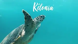 KÉLONIA - Le CENTRE de SECOURS des TORTUES (La Réunion)