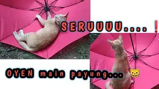 kucing oyen main di payung merah | kucing lucu dan pintar