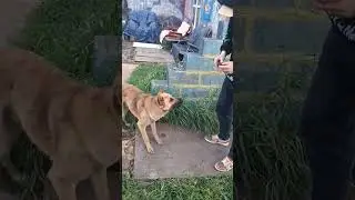 бездомный пёс накормлен шашлыком