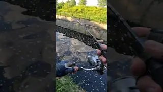 ОТВЕЛ ДУШУ по ПОКЛЕВКАМ!🎣  #рыбалка #fishing #спиннинг #язь #жерех #окунь #поклевка