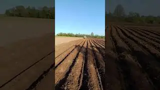 Заканчиваем сажать картофель + лук #полевые #семейнаяферма