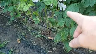 Обрабатываю малину бордоской смесью летом.