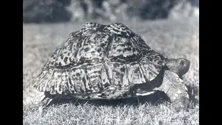 Pete the Turtle (A True Story) by: Madison H:  Meadow Brook Writing camp