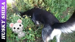 Husky Hunting For Mice