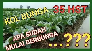 budidaya kol bunga dataran rendah 35 HST