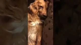 Chiweenie snoring with eyes open