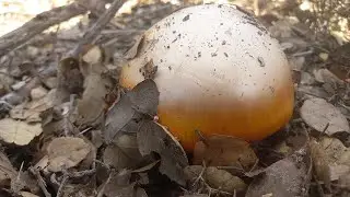 Seguimiento de Aereus y Amanitas  Mayo 2024