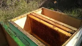 Как избавиться от восковой моли? Как хранить рамки с сушью?