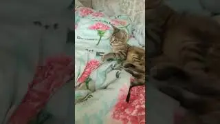 как заводится альфа на холоде