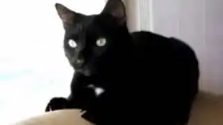 Реакция кота на сыр