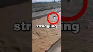 Hero saves the cow...