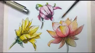How to Draw & Paint Flowers with Ink and Watercolor Part 2