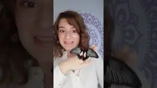 Выращиваю бабочек дома  