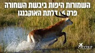 דלתת האוקבנגו | השמורות היפות ביבשת השחורה - פרק 6
