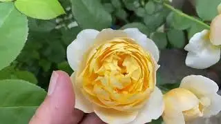 ТОП 15 Роз Фавориток, для выращивания в кашпо! Мой опыт.