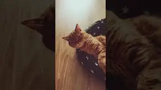 #shorts#кошкаанфиса Вам удобно, девушка? Какая большая кошка!