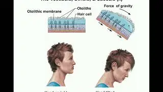 Anatomy | Physiology of the Utricle & Saccule [Otolithic Organs]