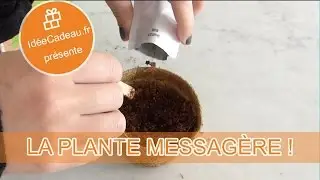 Plante Messagère 🎁 IdéeCadeau.fr