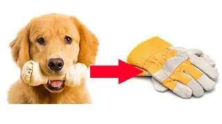 Turn a Dog Bone into Leather?