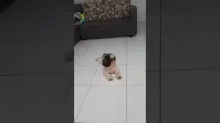 Shih tzu watching Bluey
