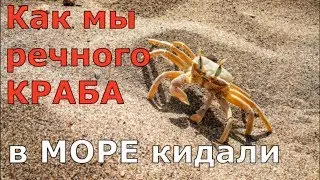 Как мы речного краба в море кинули