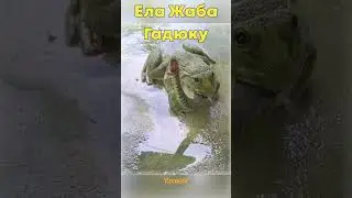 Жаба против гадюки