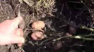 Урожай картофеля под сеном или соломой